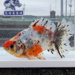 五色江戸地金
