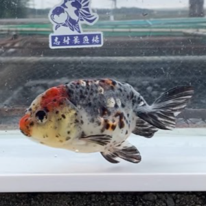 五色江戸錦