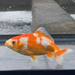 更紗和金
