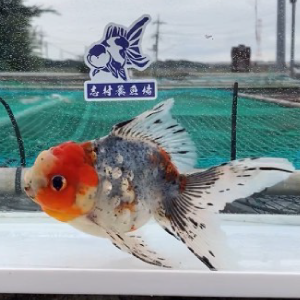 五色東錦