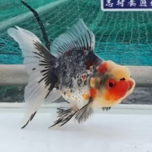 銀鱗五色東錦