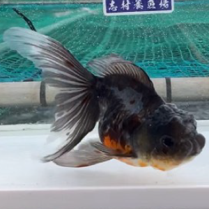 ドラゴン東錦