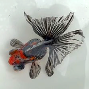 蝶尾