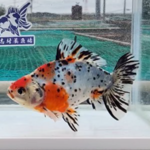 江戸地金