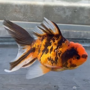 虎東