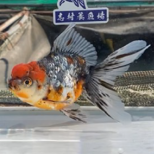 銀鱗五色東錦