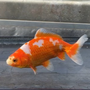 更紗和金