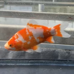 鮒尾和金