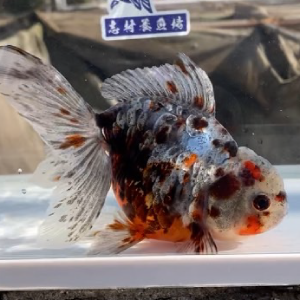 ドラゴンスケール東錦