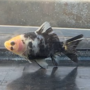 水墨朱文金