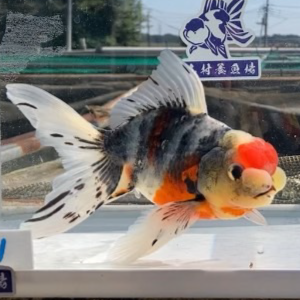 変わり東錦