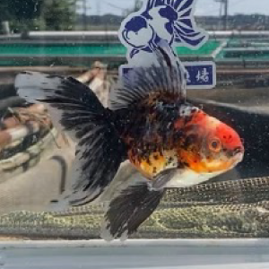 五色オーロラ