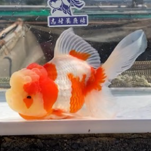 オランダ獅子頭