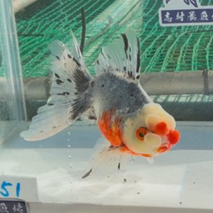五色東錦