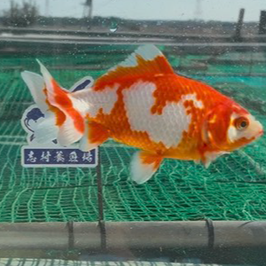 和金