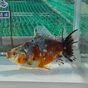 五色江戸地金