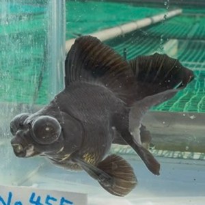 黒蝶尾
