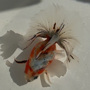 キャリコ土佐錦