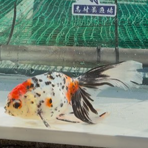 京錦