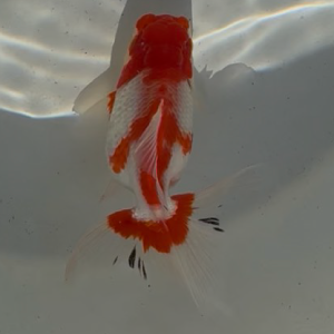 オランダ獅子頭