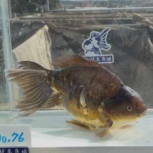 ドラゴンオーロラ