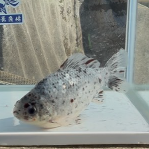 青モザイク鮒尾和金