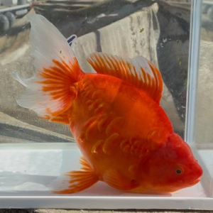 ドラゴンスケール